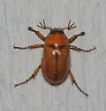Northern Masked Chafer