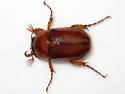 Northern Masked Chafer - photo 2