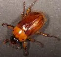 Northern Masked Chafer - photo 3