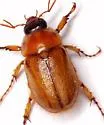 Northern Masked Chafer - photo 4