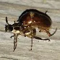 Northern Masked Chafer - photo 5