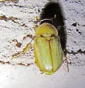 Cyclocephala hirta - photo 2