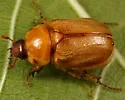 Cyclocephala hirta - photo 3