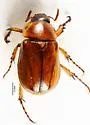 Cyclocephala hirta - photo 4