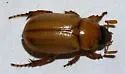 Cyclocephala longula