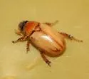 Cyclocephala longula - photo 2