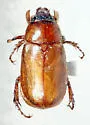 Cyclocephala longula - photo 3