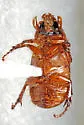 Cyclocephala longula - photo 4