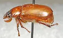 Cyclocephala longula - photo 5