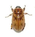 Cyclocephala lunulata