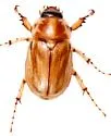 Cyclocephala lunulata - photo 2
