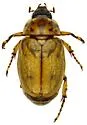Cyclocephala lunulata - photo 3
