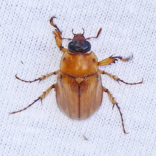 Southern Masked Chafer