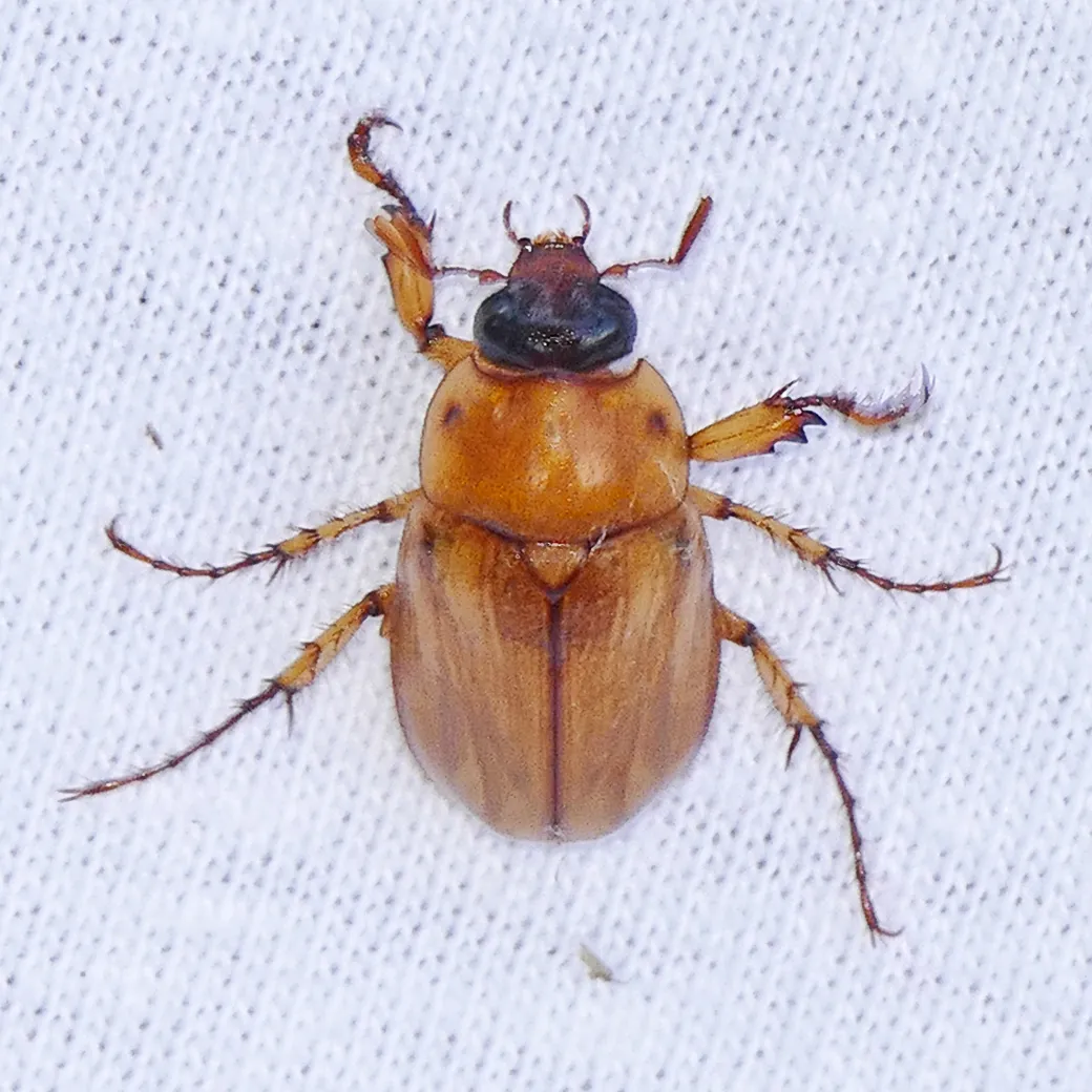 Southern Masked Chafer - photo 2
