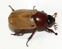 Cyclocephala melanocephala