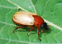 Cyclocephala melanocephala - photo 2
