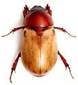 Cyclocephala melanocephala - photo 3