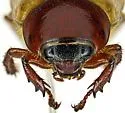 Cyclocephala melanocephala - photo 4