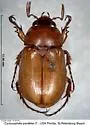 Cyclocephala parallela - photo 2
