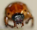 Cyclocephala pasadenae - photo 2