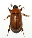 Cyclocephala pasadenae - photo 3