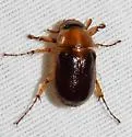 Cyclocephala robusta - photo 2