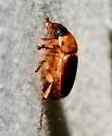 Cyclocephala robusta - photo 3