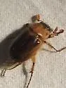 Cyclocephala robusta - photo 4