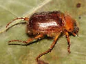 Cyclocephala robusta - photo 5