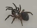 Cyclocosmia torreya