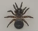 Cyclocosmia torreya - photo 2