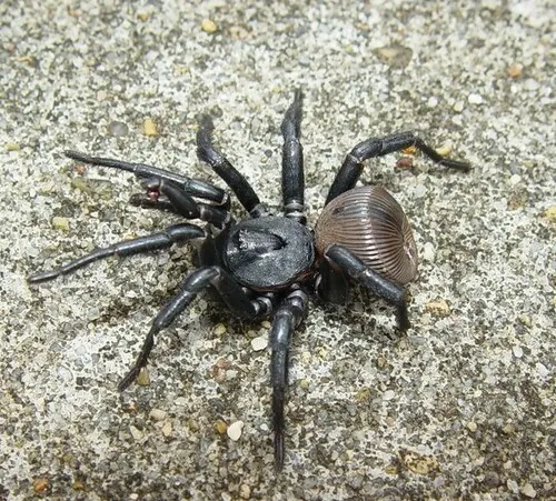 Ravine Trapdoor Spider - photo 3