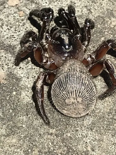 Ravine Trapdoor Spider - photo 4