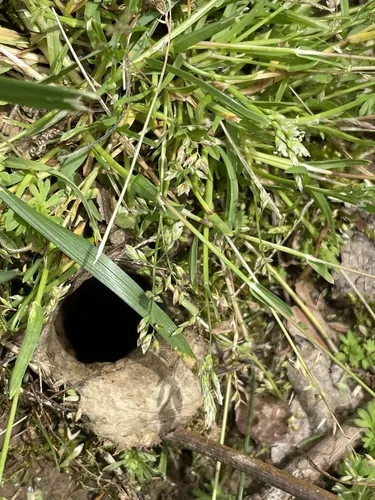 Ravine Trapdoor Spider - photo 5