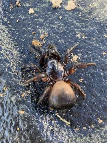 Ravine Trapdoor Spider - photo 6
