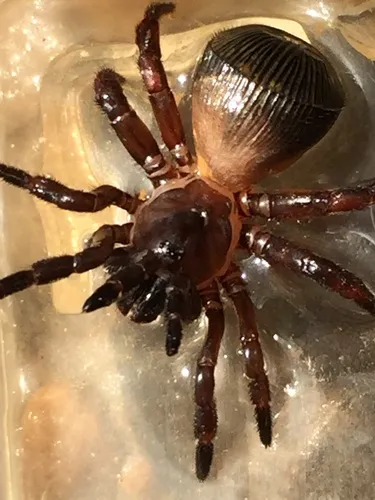 Ravine Trapdoor Spider - photo 8