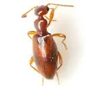Cyclodinus californicus