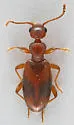 Cyclodinus californicus - photo 2