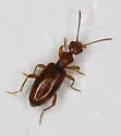 Cyclodinus californicus - photo 3