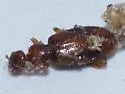 Cyclodinus californicus - photo 4