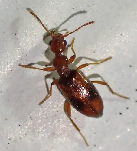 Cyclodinus franciscanus - photo 2