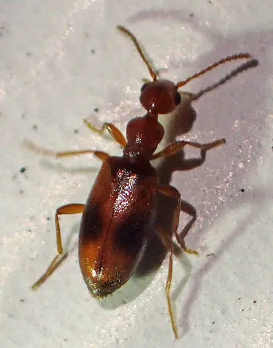 Cyclodinus franciscanus - photo 3