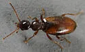 Cyclodinus mimus
