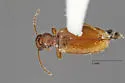 Cyclodinus mimus - photo 2