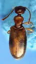Cyclodinus mimus - photo 3