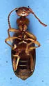 Cyclodinus mimus - photo 4