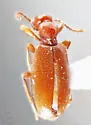 Cyclodinus mono