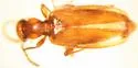 Cyclodinus paiute