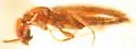 Cyclodinus paiute - photo 2