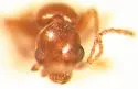 Cyclodinus paiute - photo 3